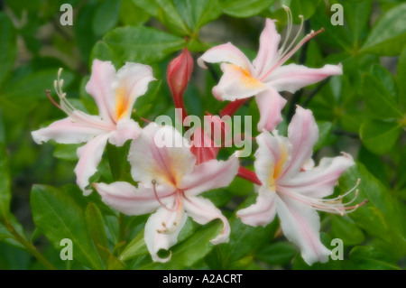Soft-focus, montagnes Siskiyou, Sud de l'Oregon (ouest de l'Azalea Rhododendron occidentale) peut Banque D'Images