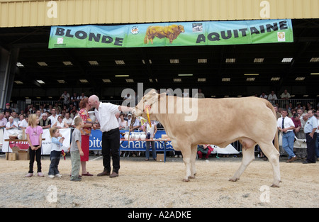 Le bétail Fayre à Parthenay, France Banque D'Images