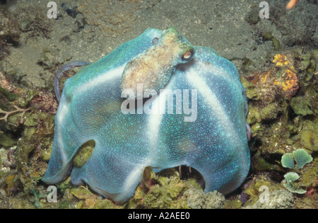 CARIBBEAN REEF OCTOPUS Octopus briareus CHASSER LA NUIT DES CARAÏBES. Photo Copyright Brandon Cole Banque D'Images