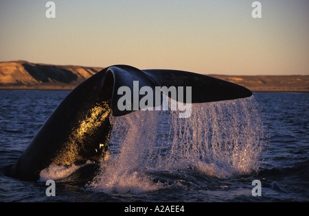 Baleine franche australe Eubalaena australis PATAGONIE ARGENTINE LOB TAILING OCÉAN ATLANTIQUE. Photo Copyright Brandon Cole Banque D'Images
