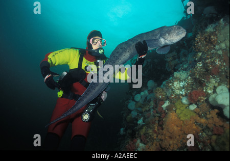 SCUBA DIVER AVEC WOLF l'anguille, l'ÎLE DE VANCOUVER, Colombie-Britannique Canada de l'océan Pacifique. Photo Copyright Brandon Cole Banque D'Images