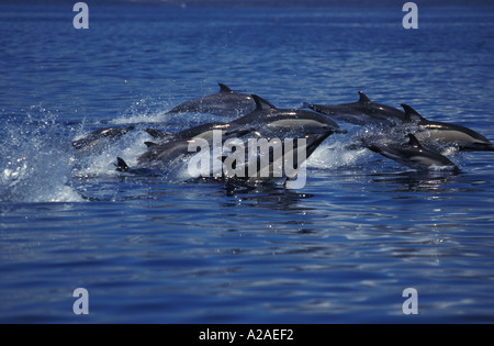 Dauphins Delphinus delphis AÇORES OCÉAN ATLANTIQUE. Photo Copyright Brandon Cole Banque D'Images