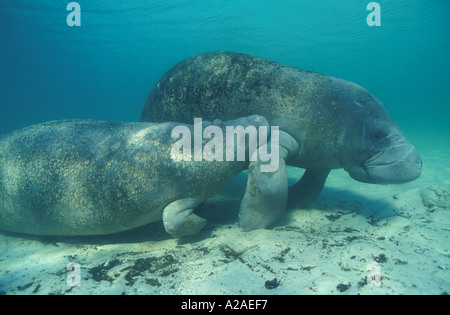 Les lamantins ANTILLAIS Trichechus manatus FLORIDE USA. Photo Copyright Brandon Cole Banque D'Images