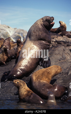 Les lions de mer de Steller Eumetopias jubatus ALASKA USA OCÉAN PACIFIQUE. Photo Copyright Brandon Cole Banque D'Images