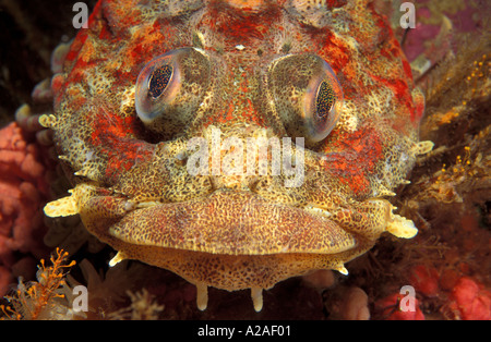 Irlandais ROUGE POISSON SEIGNEUR Hemilepidotus hemilepidotus l'île de Vancouver en Colombie-Britannique, Canada. Photo Copyright Brandon Cole Banque D'Images