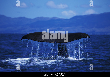 Cachalot Physeter macrocephalus Nouvelle-zélande OCÉAN PACIFIQUE. Photo Copyright Brandon Cole Banque D'Images