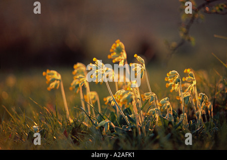 Coucou bleu Primula veris dans un champ en Corrèze France Banque D'Images