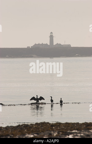 Les cormorans ailes séchage Langness Phare Ile de Man Banque D'Images