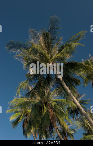Thaïlande Ko Samui Côte nord de la plage de Bang Por cocotiers contre ciel bleu clair Banque D'Images
