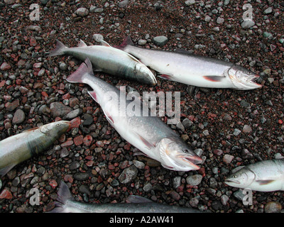 Pêche à l'île de Baffin Banque D'Images