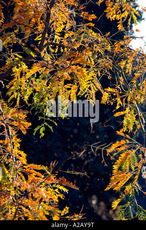 Arbre généalogique de sumac (Rhus typhina) produisant une voûte de feuilles d'Or Banque D'Images