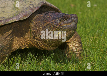 Chélydre serpentine (Chelydra serpentina), Pennsylvania, USA, Mai Banque D'Images