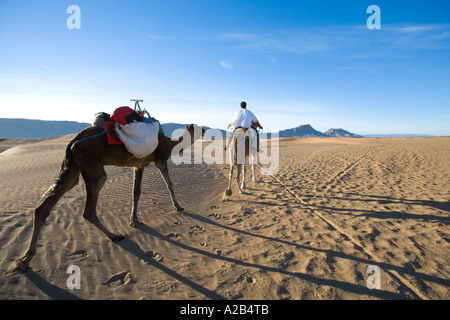 Dromadaires montés par guide local dans le désert à Zagora le maroc Banque D'Images