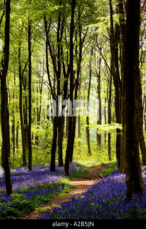 Un chemin à travers Bluebells, Hyacinthoides non-scripta, au printemps dans l'ouest de la forêt près de Marlborough, Wiltshire, England, UK Banque D'Images