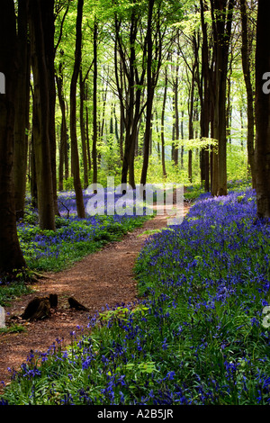 Un chemin à travers Bluebells, Hyacinthoides non-scripta, au printemps dans l'ouest de la forêt près de Marlborough, Wiltshire, England, UK Banque D'Images