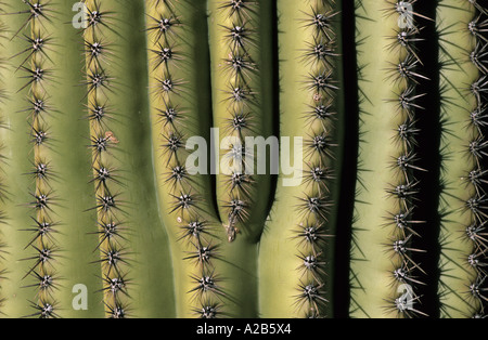 USA Arizona Saguaro cactus Détail Banque D'Images