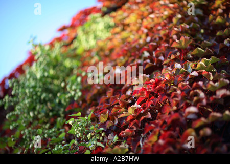 Virginia creeper, automne, l'Oxfordshire. UK Banque D'Images