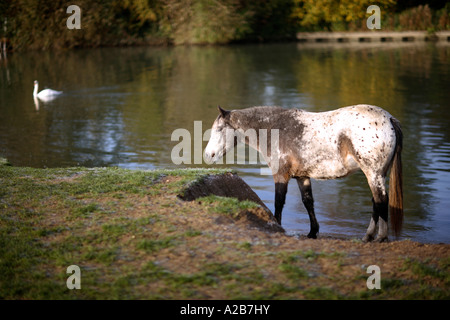 Cheval par la Tamise, au nord d'Oxford. UK Banque D'Images