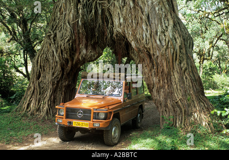 Fourwheeldrive en conduisant à travers un trou dans le figuier géant, Parc National d'Arusha, Tanzanie Banque D'Images