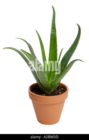 Aloe Vera en pot de terre Banque D'Images