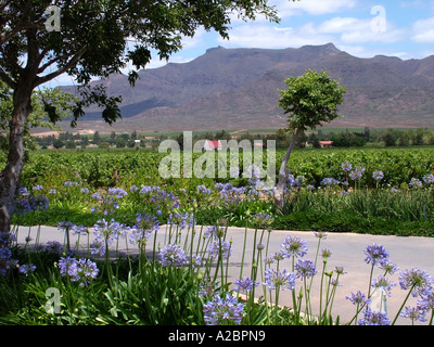 Entreprise vinicole Graham Beck au Robertson Western Cape Afrique du Sud RSA Banque D'Images