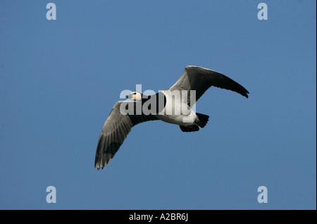 Bernache nonnette Branta leucopsis Gloucestershire UK Automne Banque D'Images