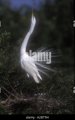 Grande Aigrette Ardea alba Banque D'Images
