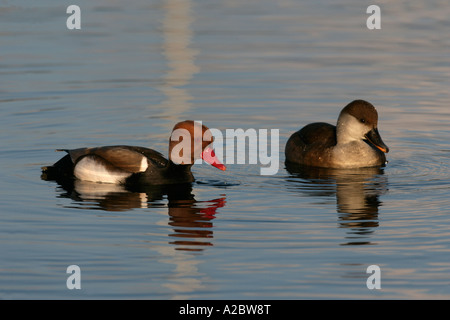 Nette rousse Netta rufina à crête rouge male et femelle Suisse Hiver Banque D'Images