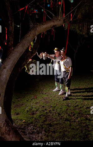 Wassailing : la bénédiction de pommiers à cidre dans le sud de l'Angleterre. Le cidre est lancée sur toast accroché sur un arbre.Photo par Jim Holden Banque D'Images