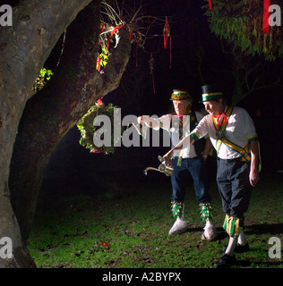 Wassailing : la bénédiction de pommiers à cidre du sud de l'Angleterre. Le cidre est lancée sur toast accroché à un arbre. Photo par Jim Holden. Banque D'Images