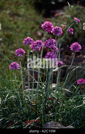Fleurs de thrift Banque D'Images