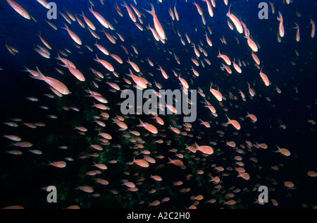 L'École de rose Scalefin Anthias (Pseudanthias squamipinnis) Nager dans les eaux de l'océan bleu profond. Banque D'Images