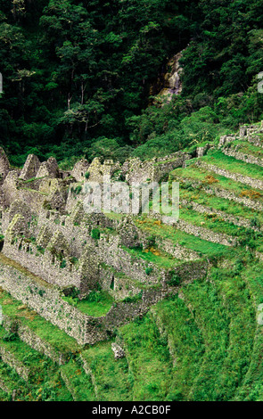 Huinay Huayna ruines. De l'Inca vers le Machu Picchu. Pérou Banque D'Images