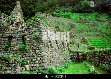 Huinay Huayna ruines. De l'Inca vers le Machu Picchu. Pérou Banque D'Images