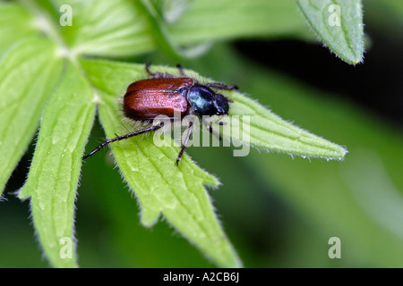 Hanneton horticole ou June Bug (Phyllopertha horticola) Banque D'Images