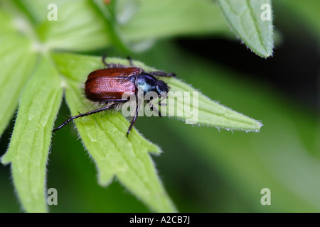 Hanneton horticole ou June Bug (Phyllopertha horticola) Banque D'Images