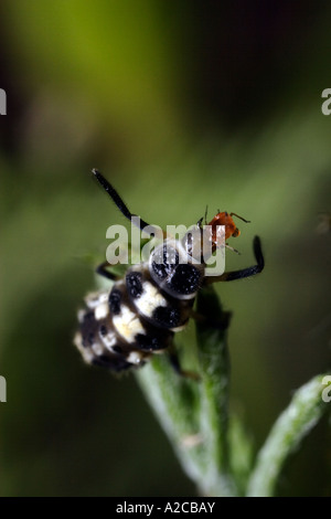 Larve de coccinelle puceron de l'alimentation. Une larve de Propylaea quatuordecimpunctata, la coccinelle à points 14 Banque D'Images
