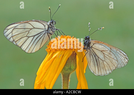 Blanc veiné noir (Aporia crataegi), couple de fleur d'Arnica Banque D'Images