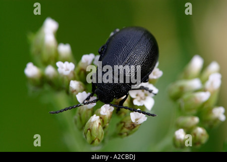 Galeruca tanaceti (feuille) se nourrissant sur une fleur blanche. Banque D'Images