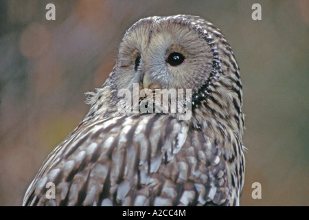 Chouette de l'Oural Strix uralensis portrait Banque D'Images