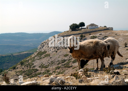 Deux moutons sur une colline aride avec la petite église de Profitis Elias dans la distance. Village de Kastro, Thassos, Grèce Banque D'Images