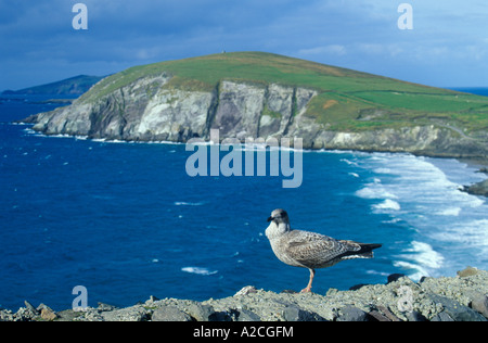 Une mouette assis sur un mur sur la péninsule de Dingle à la côte ouest de l'Irlande Banque D'Images