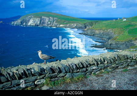 Une mouette est assis sur un mur sur la péninsule de Dingle à la côte ouest de l'Irlande Banque D'Images