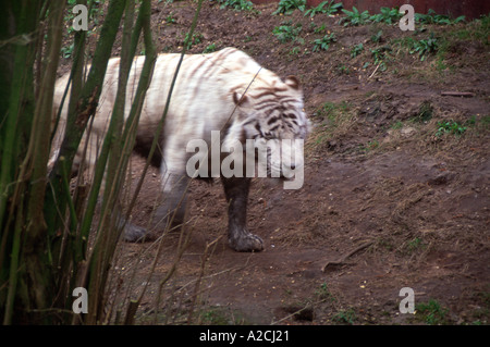 White Tiger Panthera tigris tigris zoo de Colchester Banque D'Images