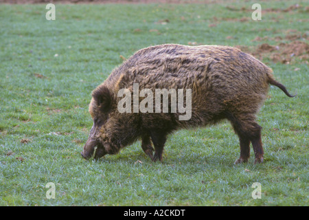 Le sanglier Sus scrofa Banque D'Images