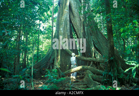 Un homme regardant un arbre géant au Parc National Tambopata dans la jungle amazonienne du Pérou Banque D'Images