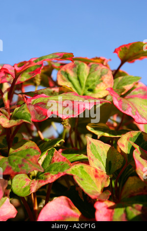 Houttuynia Cordata Chameleon avec fond de ciel bleu Banque D'Images