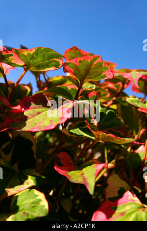 Houttuynia Cordata Chameleon avec fond de ciel bleu profond Banque D'Images