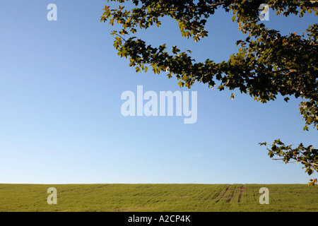 Ciel bleu vert avec domaine de cultures nouvellement germés et rétroéclairé en surplomb des branches d'arbre pour l'utiliser comme image d'arrière-plan Banque D'Images