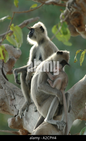 Famille de singes Entelle gris touffetée (Semnopithecus priam) assis dans un arbre dans d'Arugam Bay, Sri Lanka Banque D'Images